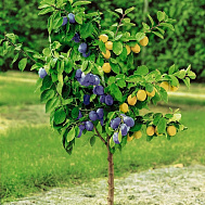 Дерево-сад: Топ-10 плодовых многосортовых