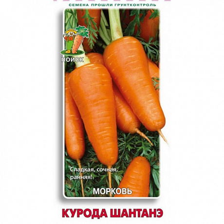 Морковь Курода Шантанэ фото Морковь Курода Шантанэ 