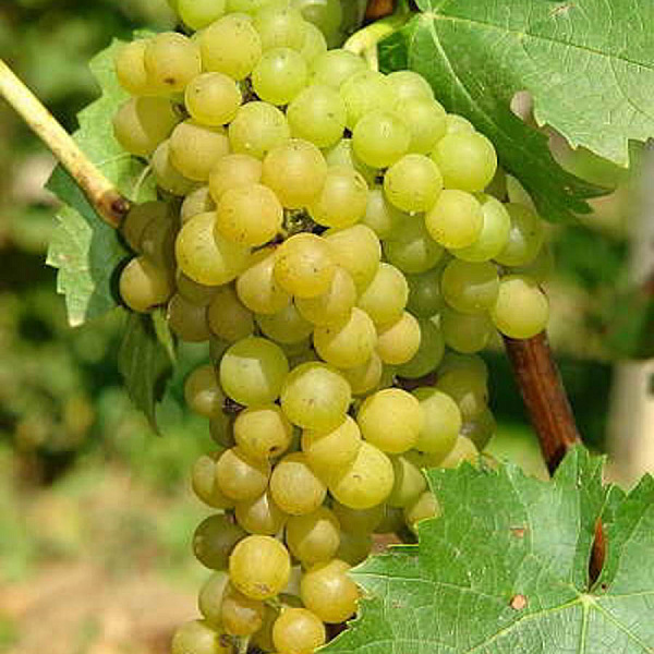 Виноград плодовый Солярис фото 2 